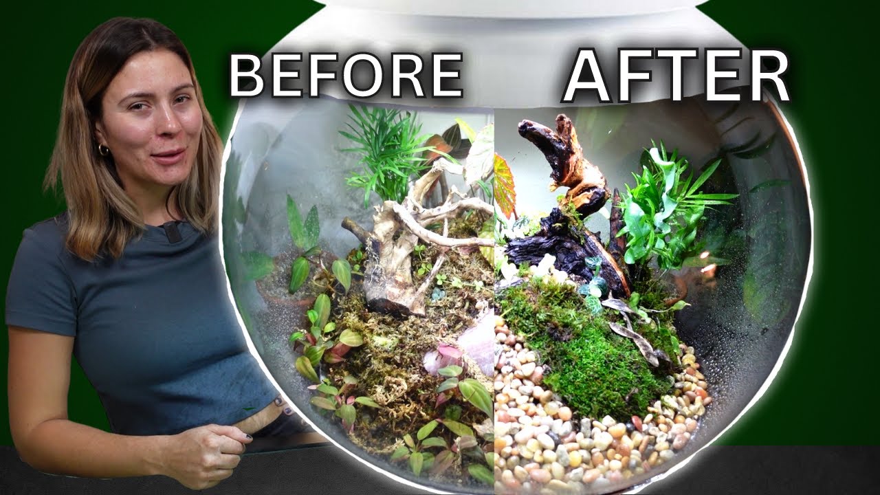 Biorb terrarium clean out 