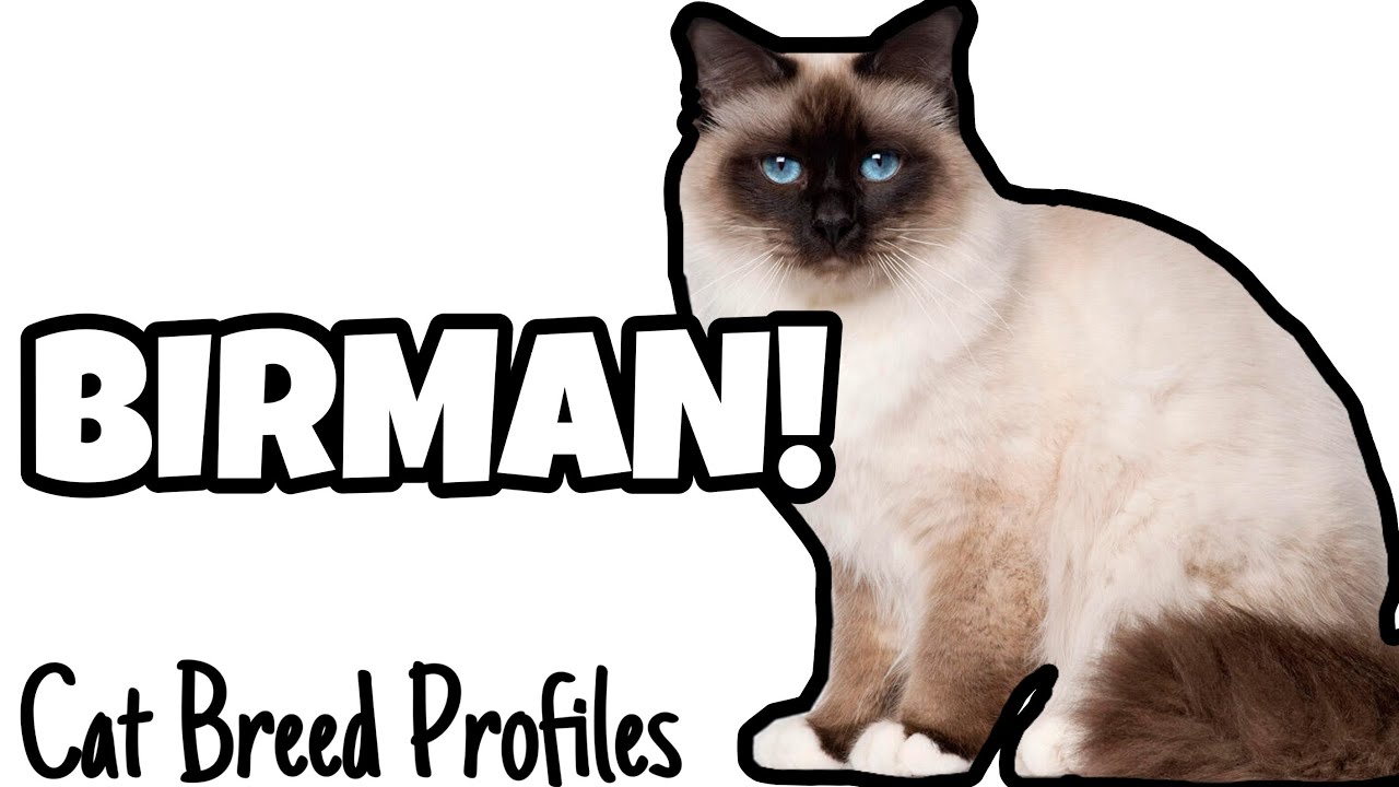Birman! -Cat Breed Profiles-