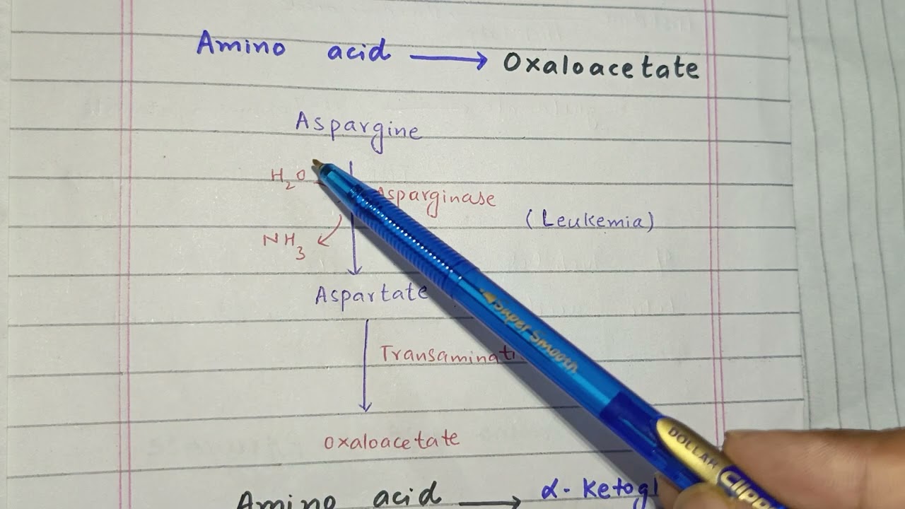 Ketogenic and glucogenic amino acids| amino acid form oxaloacetate, pyruvate, fumarate and Keto acid