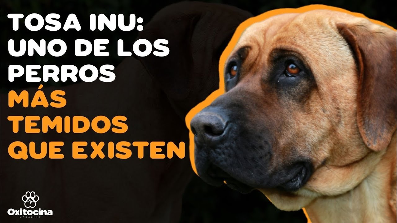 TOSA INU: 9 COSAS que debes saber