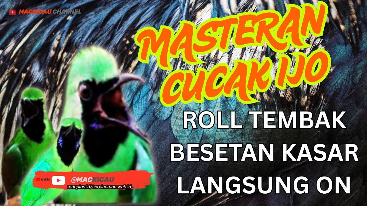 MASTERAN CUCAK IJO SUPER DAHSAT BIKIN MERINDING ROLL TEMBAK BESETAN KASAR@mackicau 