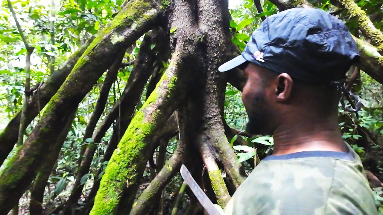 This tree saved our ancestors | Motocycle adventure | Goshers