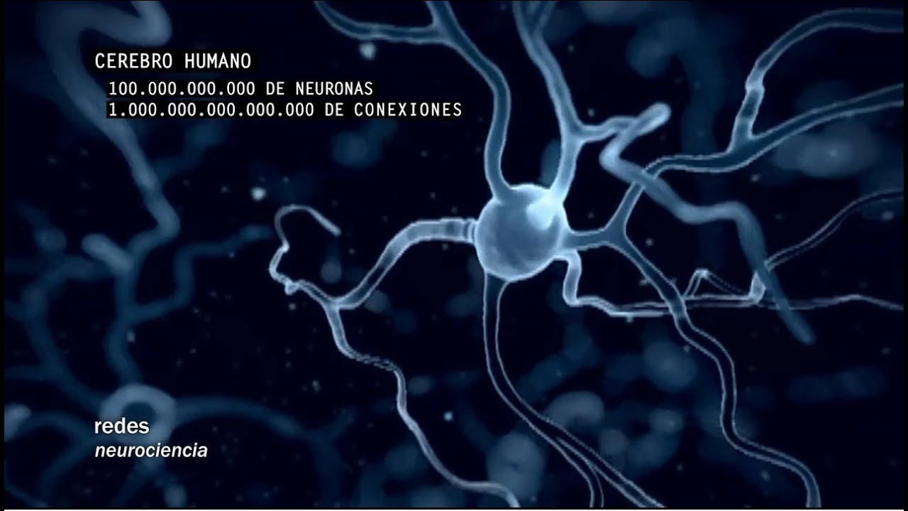 Redes 160: C&oacute;mo se conectan las neuronas - neurociencia