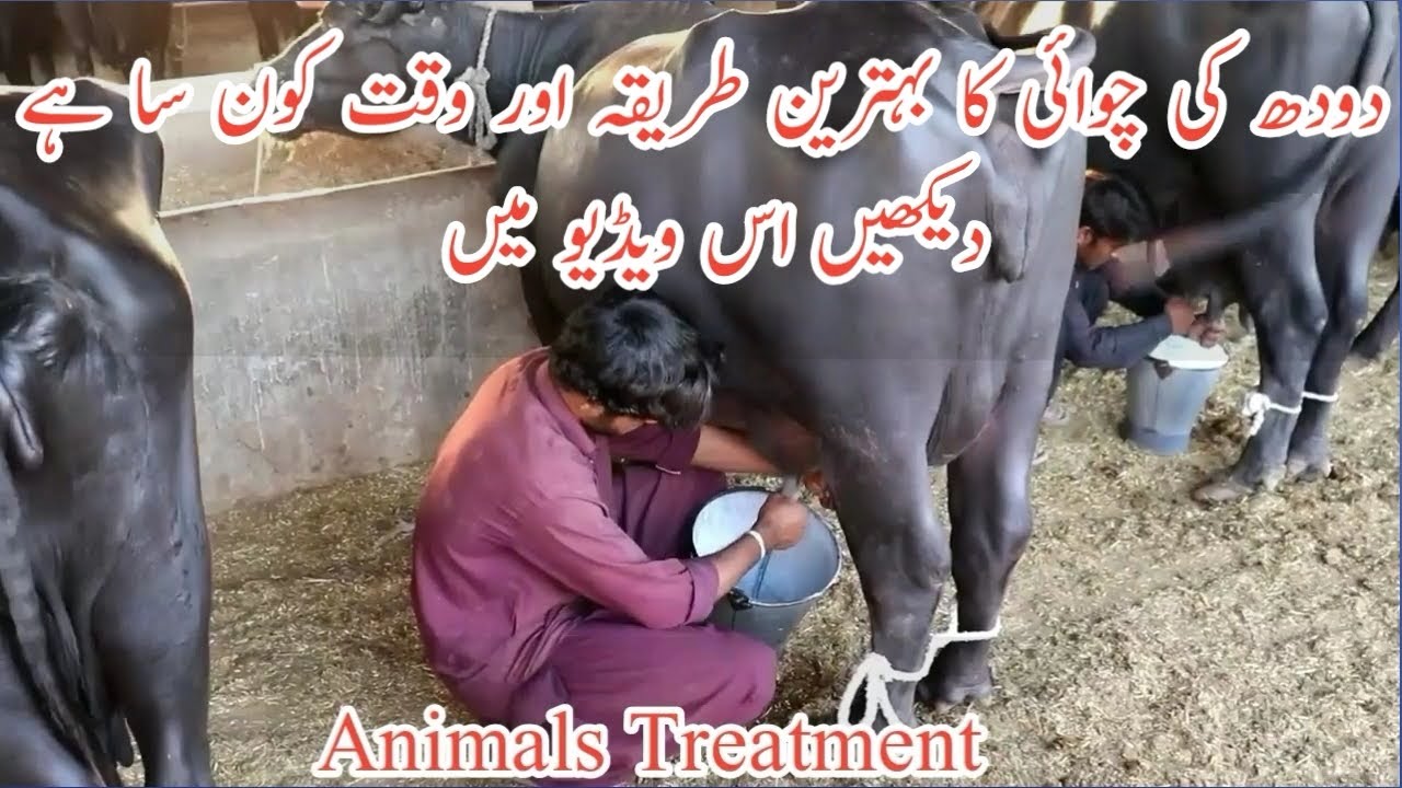 BEST TIME AND METHOD OF MILKING/MILKING METHODS IN HINDI/URDU