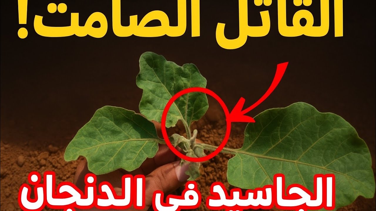 الجاسيد قاتل الباذنجان الصامت