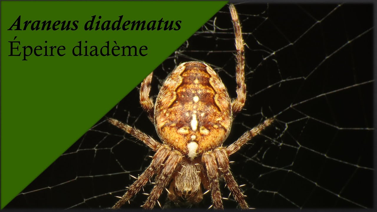 L'araignée la plus répandue des jardins-(Araneus diadematus/épeire diadème)