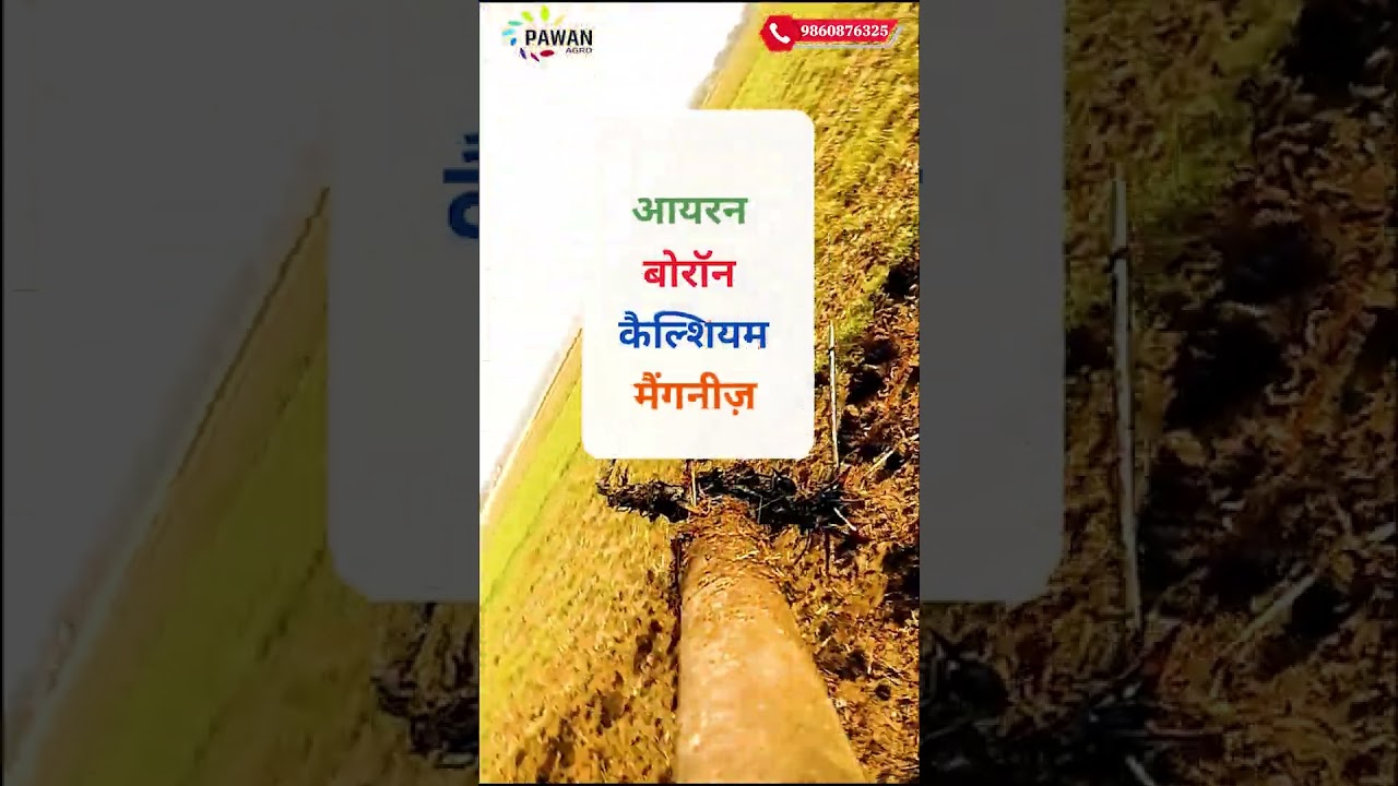 फसल में हो पीलापन तो करें ये उपाय...