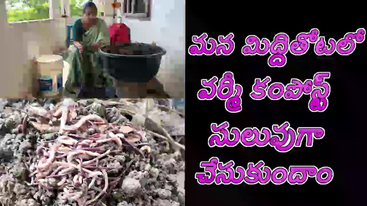 మన మిద్దితోటలో వర్మీ కంపోస్ట్ సులువుగా చేసుకుందాం  ||  preparing vermi compost at home