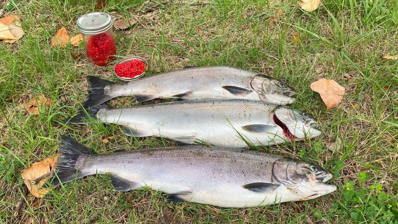 Drifting Eggs For Chrome Coho | LIMITS! | Fishing In Washington State