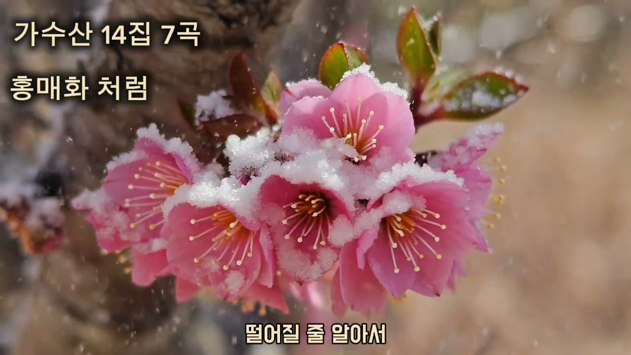  🌸가수산 14집 7곡  🎵홍매화처럼