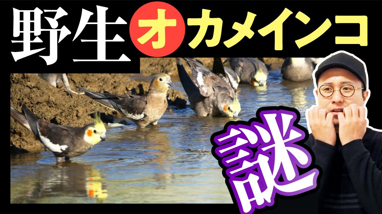 オカメの謎…。野生に理由があった【オカメインコの生態】
