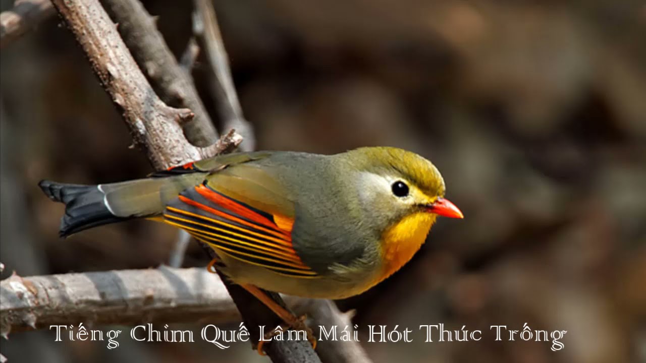Chim Quế Lâm Mái Hót Thúc Trống