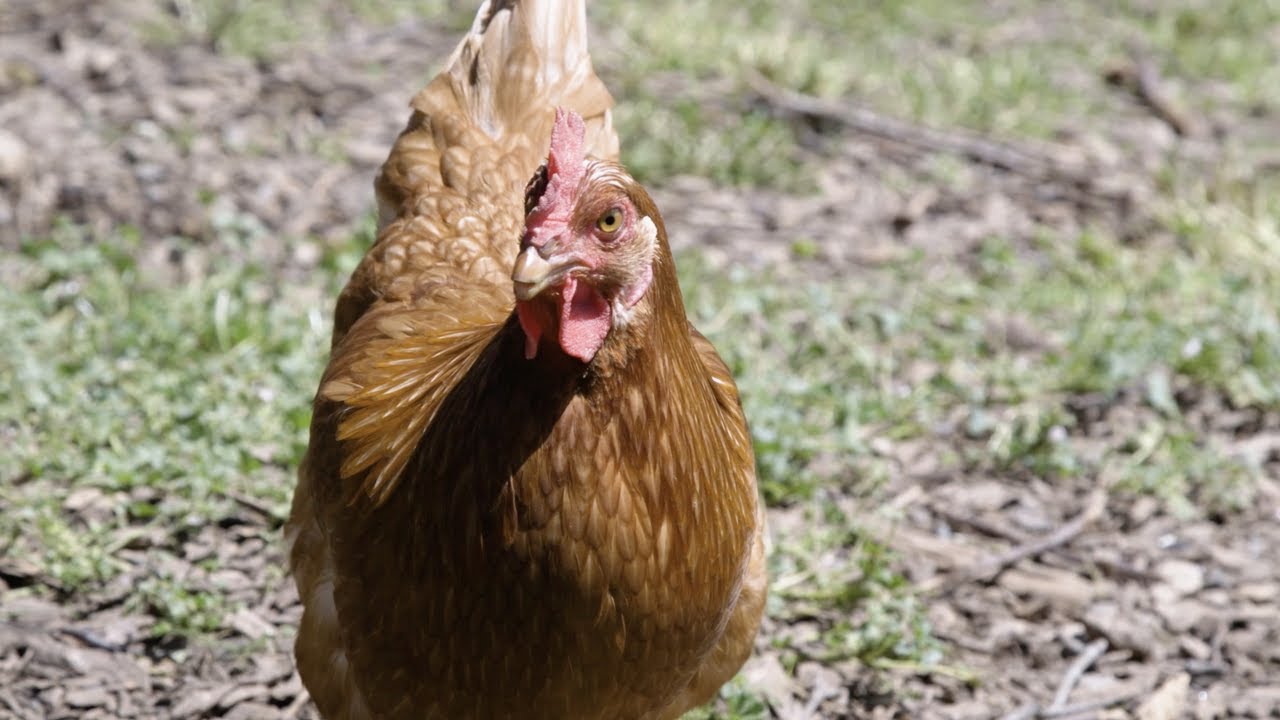 Edible Nutmeg on the Road, Episode 17: Sport Hill Farm