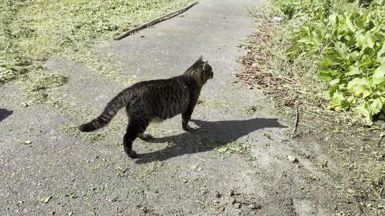 田代島 島の駅のヘリポートの近くにいたキジトラ猫さん2