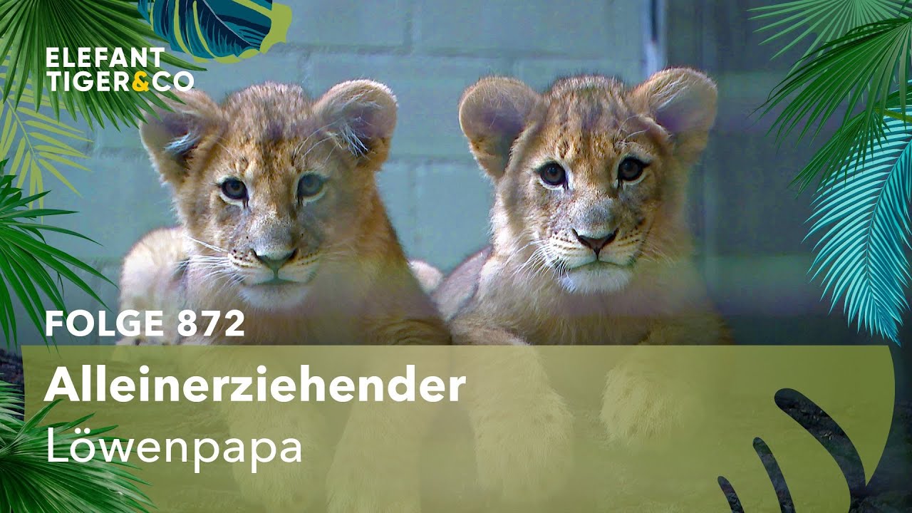 Vater werden ist nicht schwer (Folge 872) | Elefant, Tiger & Co. | MDR