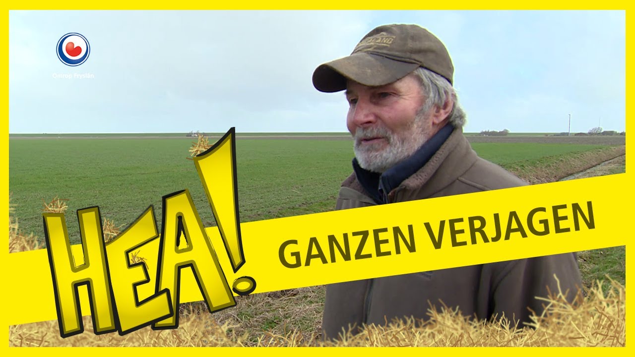 HEA! Ganzen verjagen