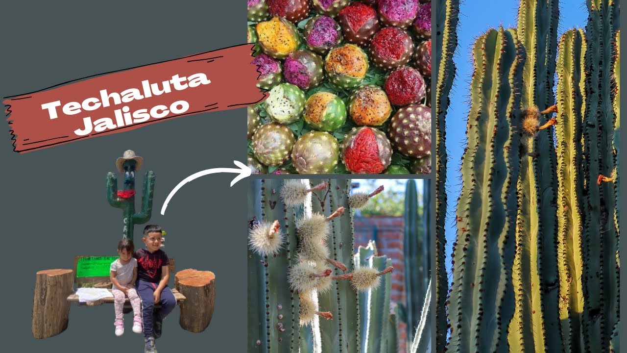 LAS MEJORES PITAYAS (TECHALUTA, CONCURSO DEL MAYOR COMELÓN DE PITAYAS)