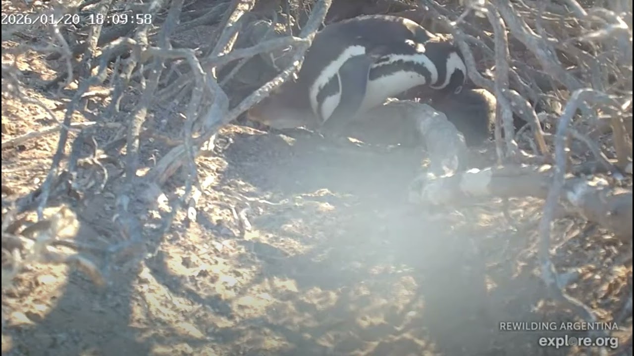 A Magellanic Penguin is an aggressive INTRUDER