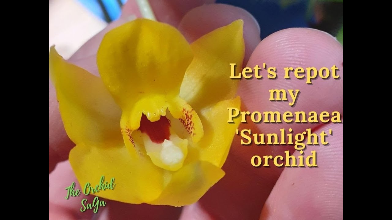 Promenaea 'Sunlight', repot or up-pot? Let's have a look!