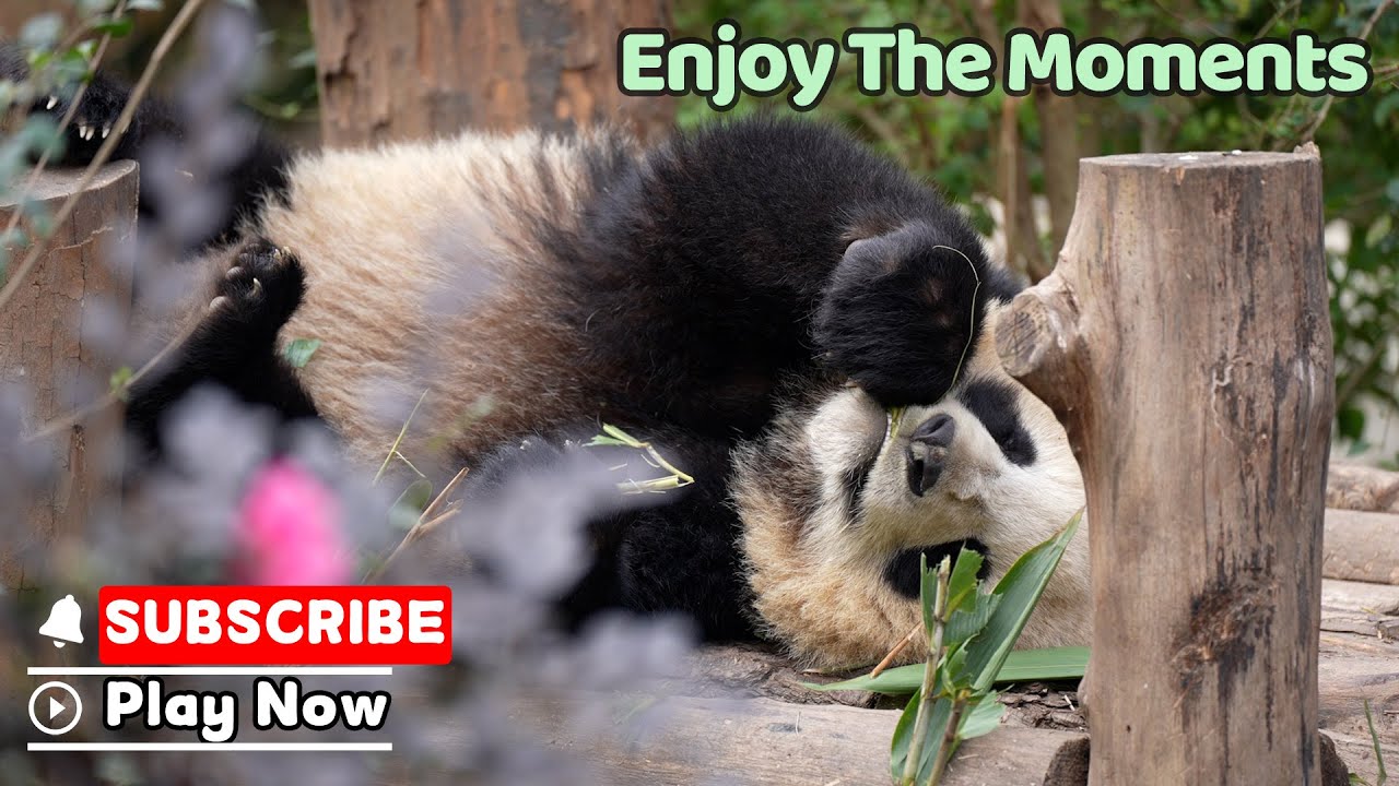 A Panda’s Guide To Life’s Simple Pleasures | iPanda