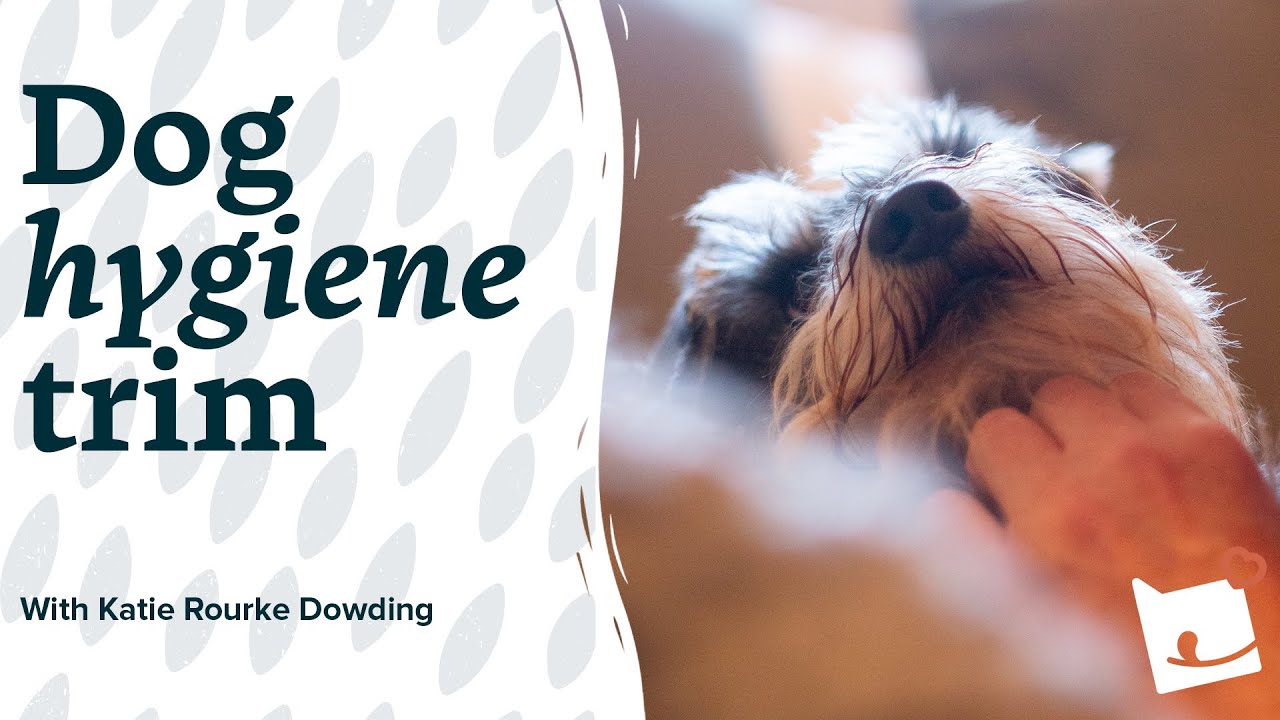 How to Perform a Hygiene Trim for Dogs - Top Tips  by Katie Rourke-Dowding