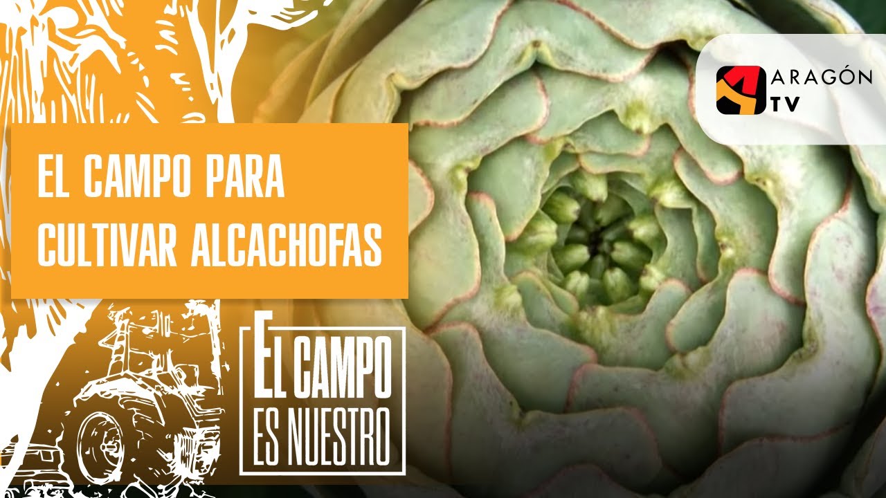 Sope prepara el campo para cultivar alcachofas