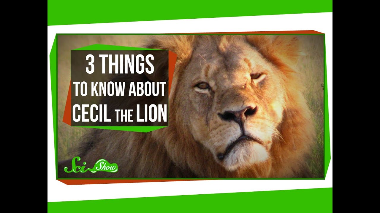3 Things to Know About Cecil the Lion