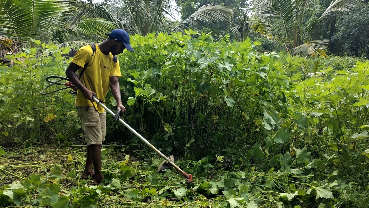 Cutting grass to clear a plot of land | Land clearing | garden grass cutting | Speed Grass cutting