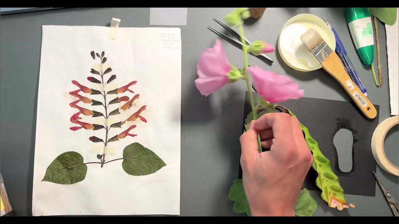 Pressed Plants in Your Nature Journal with Marley Peifer