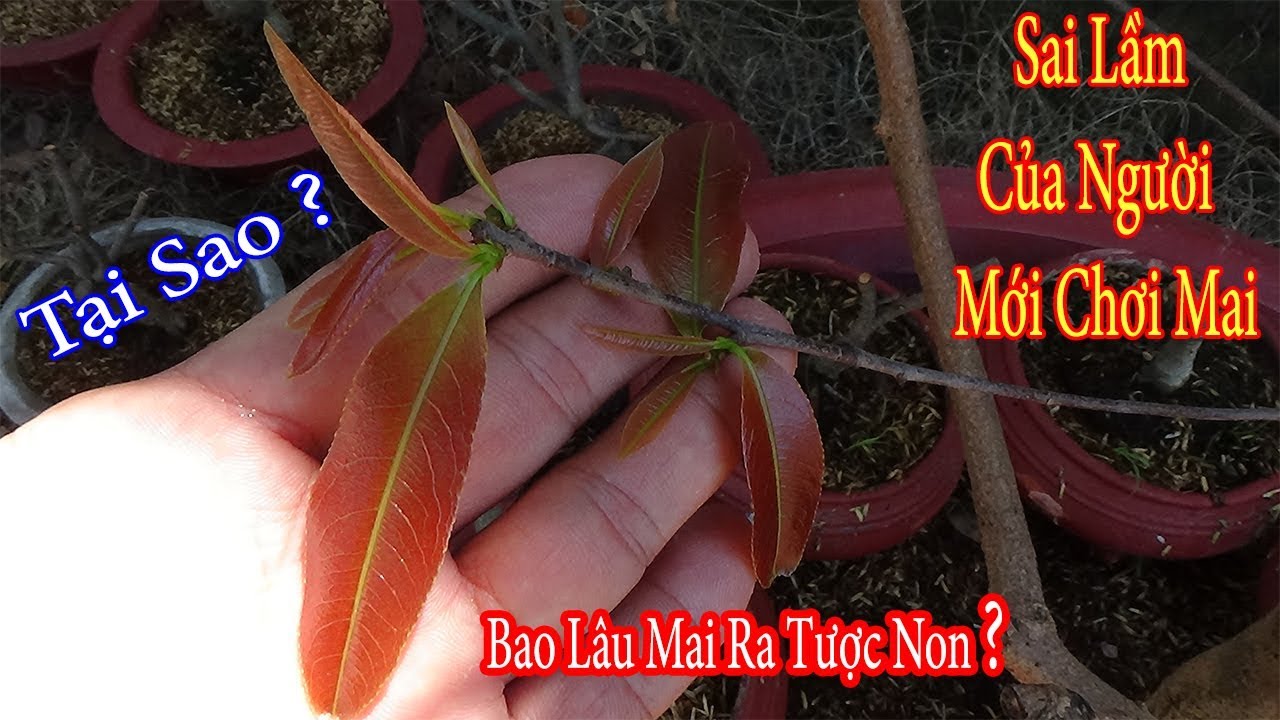 Cây Mai Sau Khi Xã Tàn , Bao Lâu Bung Mầm ? Những Sai Lầm Thường Gặp ở Người Mới chơi Mai