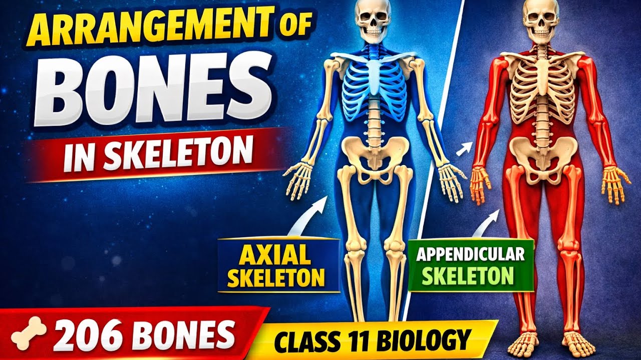Arrangement of Bones in Skeleton | Axial & Appendicular Skeleton | ch#12 | First Year Biology
