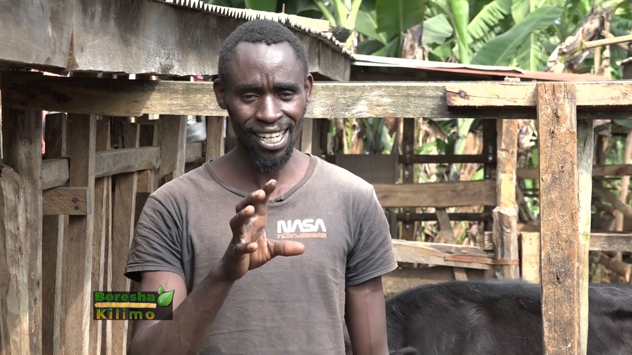 Mbinu bora za ufugaji wa ng'ombe za maziwa na faida zake kwa mfugaji || BORESHA KILIMO