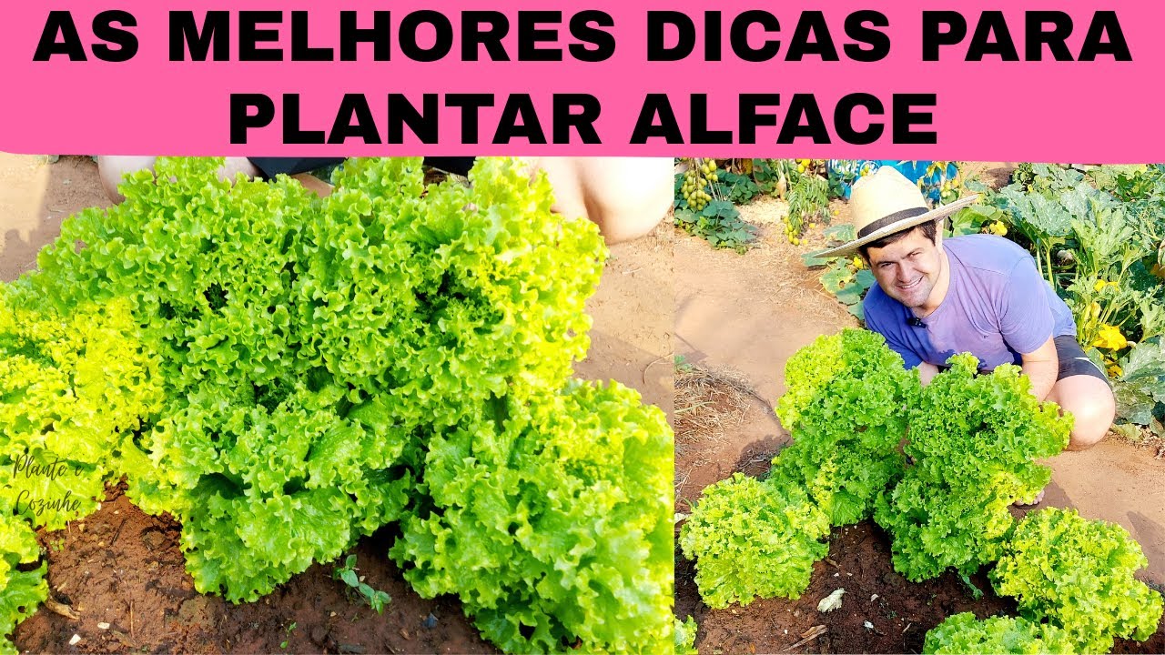 As MELHORES DICAS para PLANTAR ALFACE