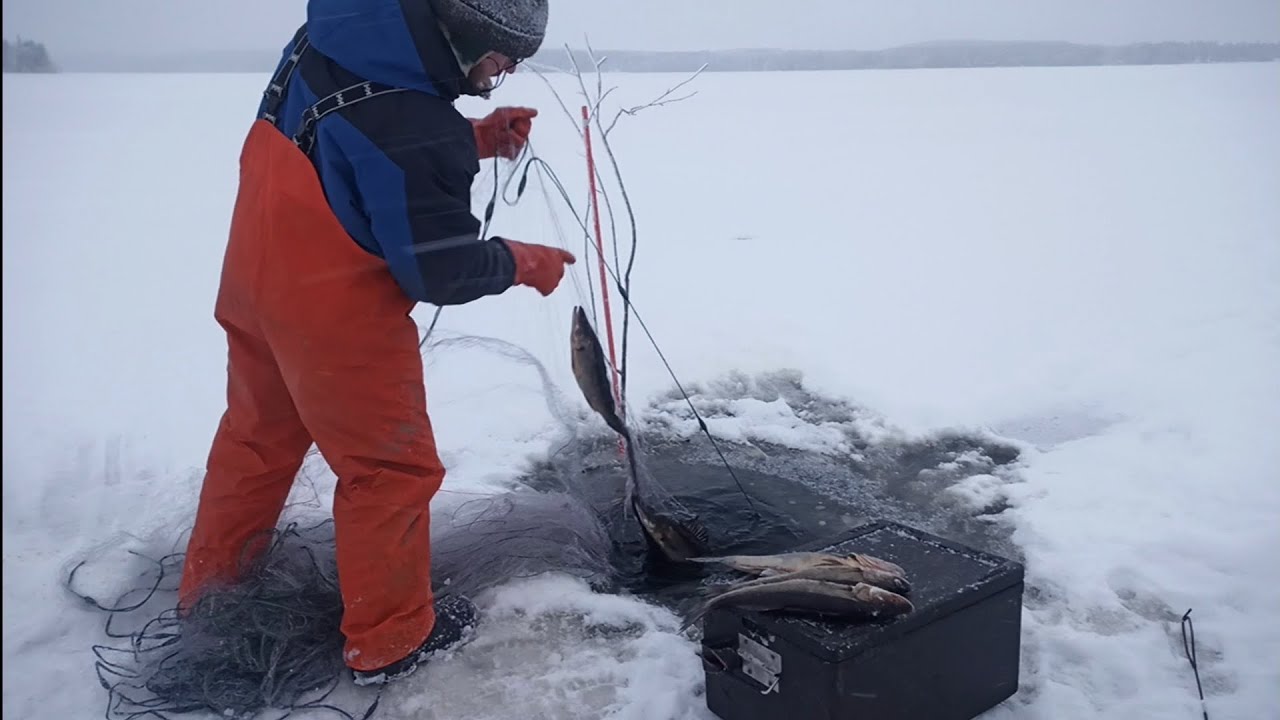 Talviverkoilla Pielisellä 9.12.  Kirreet verkot!