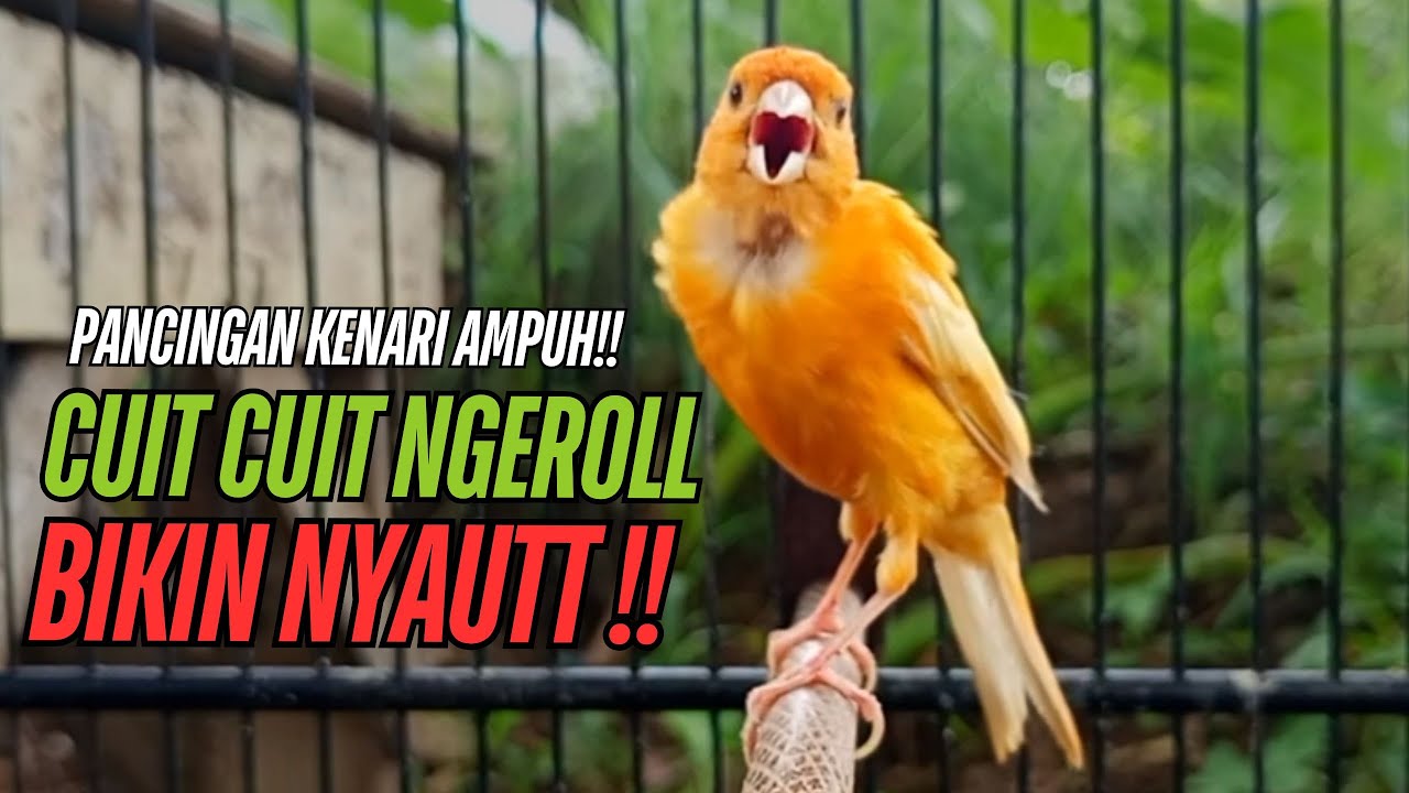 SUARA Kenari GACOR PANJANG Pancingan & masteran Kenari Paud AGAR gacor AMPUH Kenari MACET bunyii