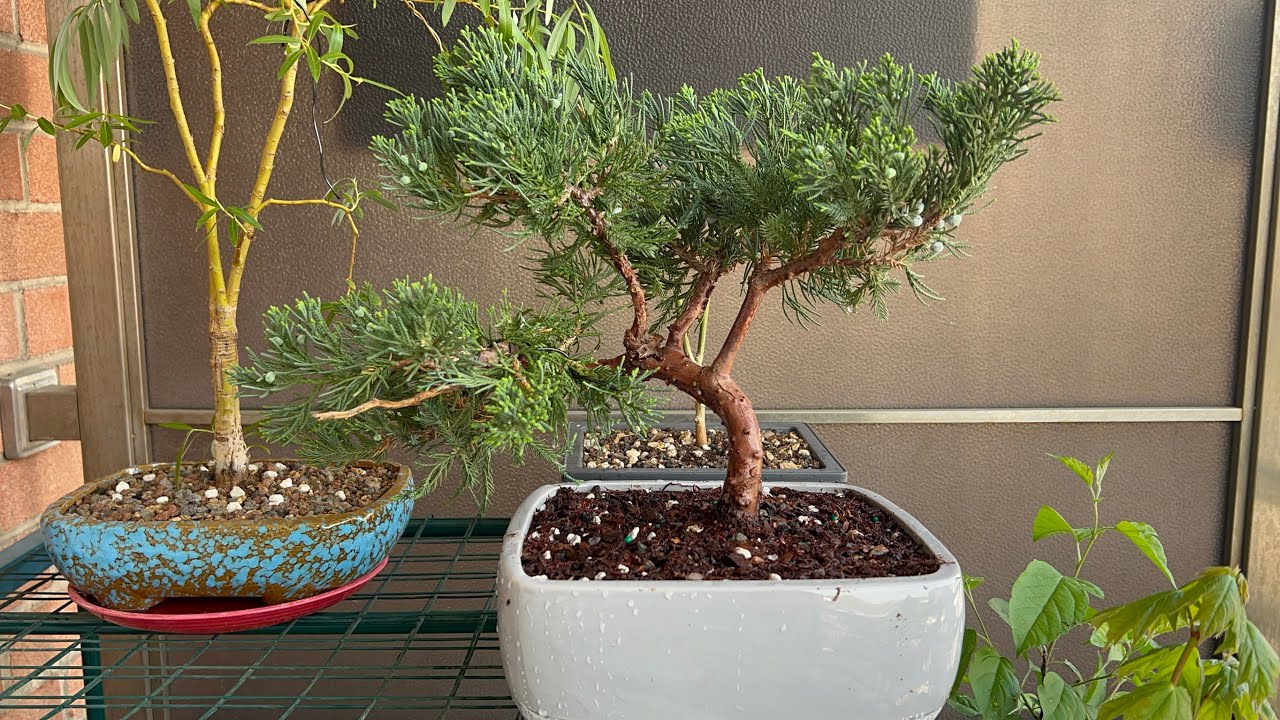 Repotting my Juniper from Nursery stock