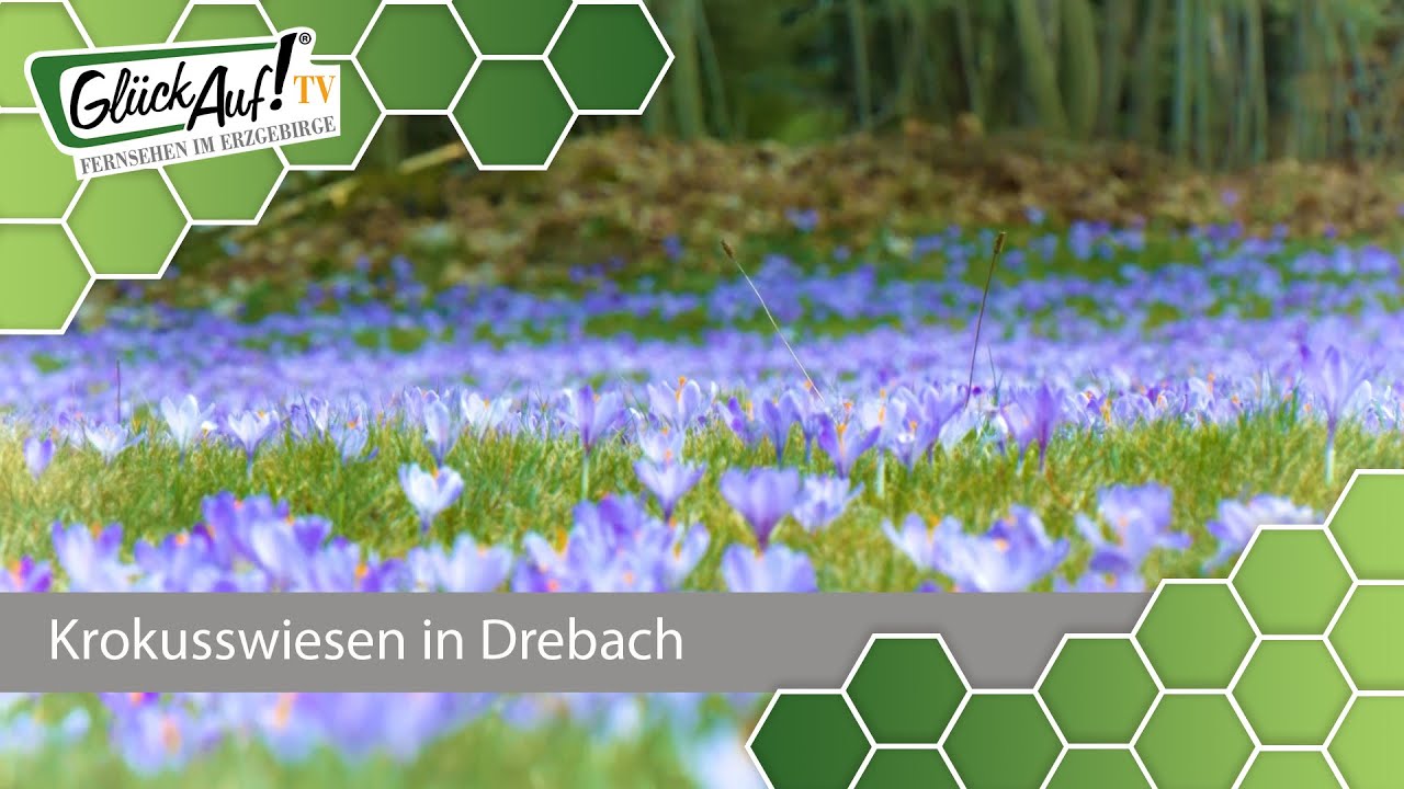 Krokuswiesen in Drebach