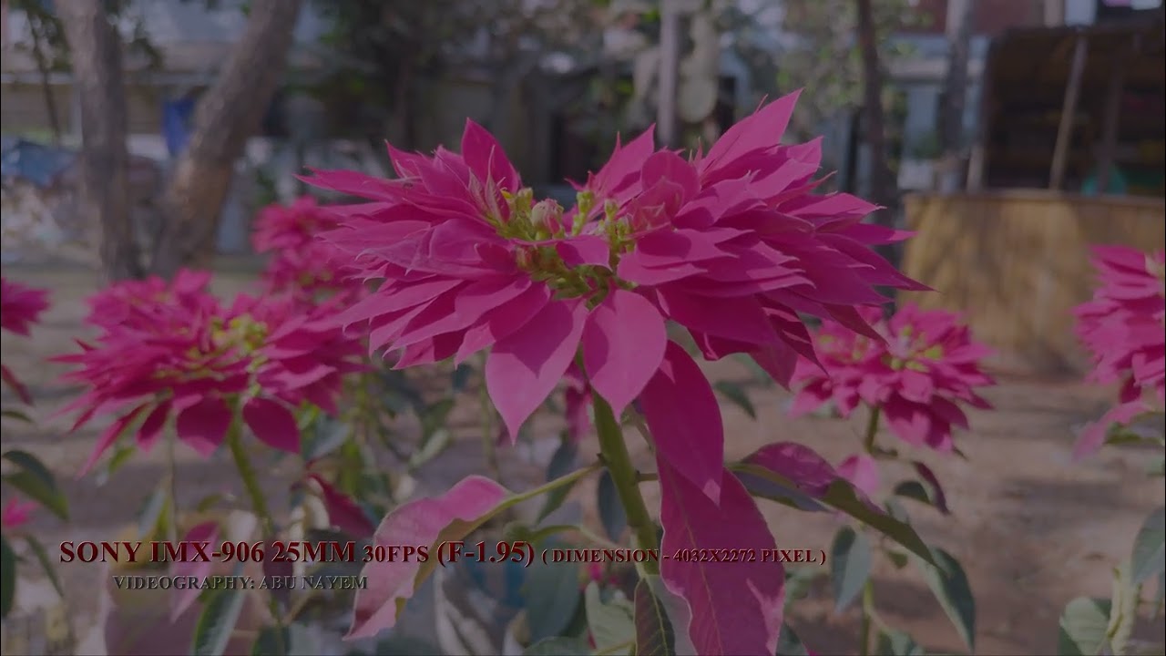 Sony IMX-906 (F-1.95) 25MM (4032x2272) | Smartphone Camera Sample | Smartphone Camera Sensor | Sony