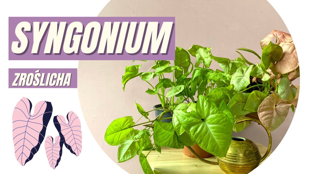 SYNGONIUM - zroślicha ! Jak dbać, podlewać, nawozić. 🌱 DLACZEGO ŻÓŁKNIE ?
