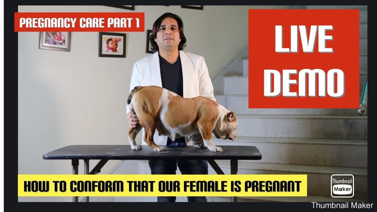 Pregnancy care||pregnancy diagnosis in female dog || LIVE DEMO कैसे पता लगायें की female pregnant है