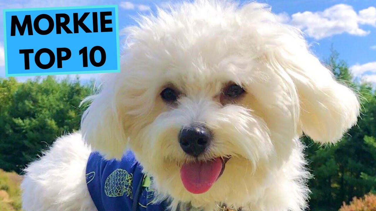 Morkie - Yorketese - TOP 10 Interesting Facts