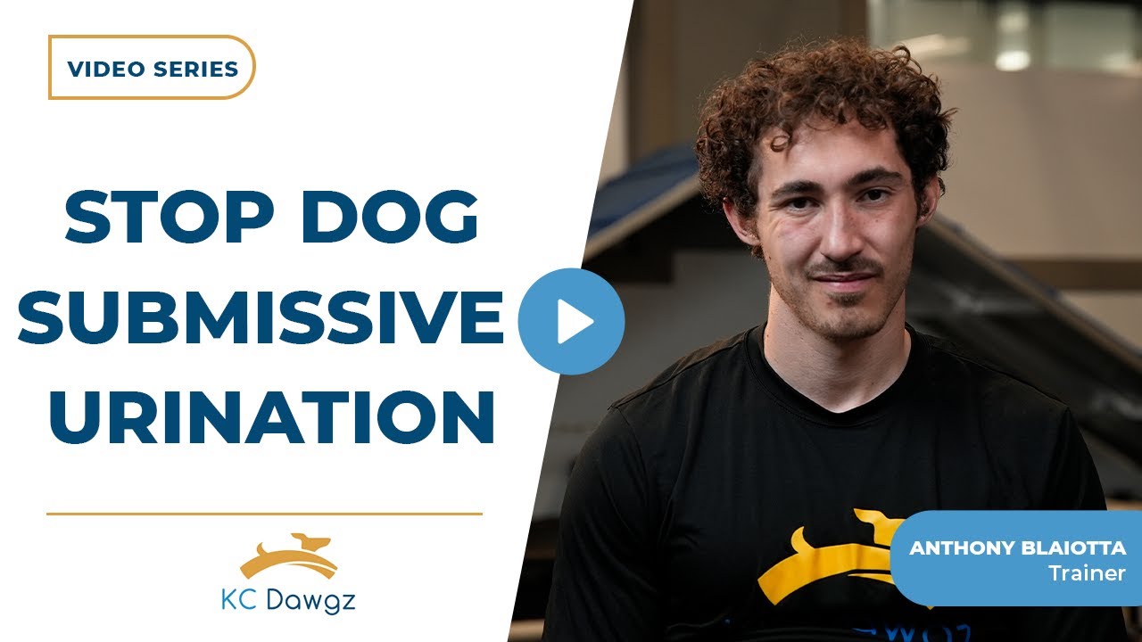 How to Stop Dog Submissive Urination and Excited Peeing | KC Dawgz