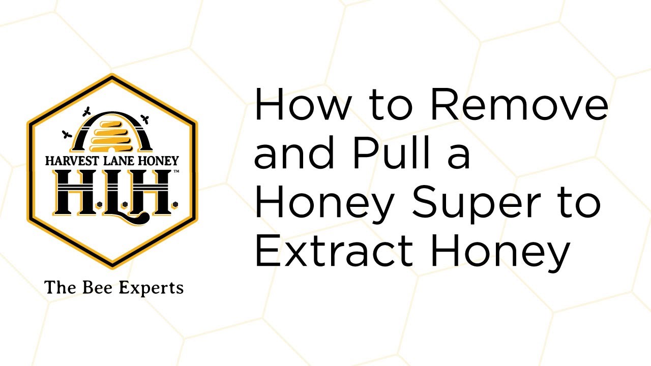 How to Remove and Pull a Honey Super to Extract Honey