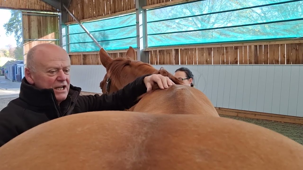 Saddling a horse with broken withers