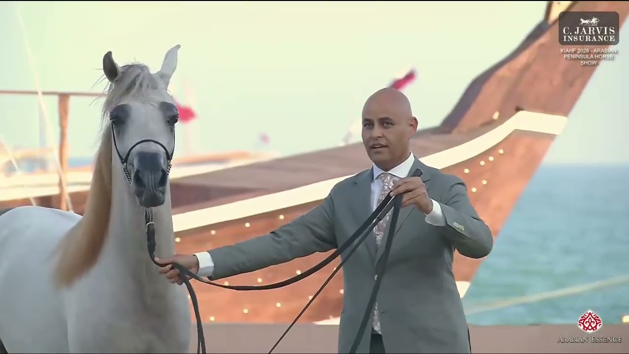 N 73 IBN ALNILE EGA   KIAHF 2026   Arabian Peninsula Horse Show   Junior Colts 2 Years Old Class 5