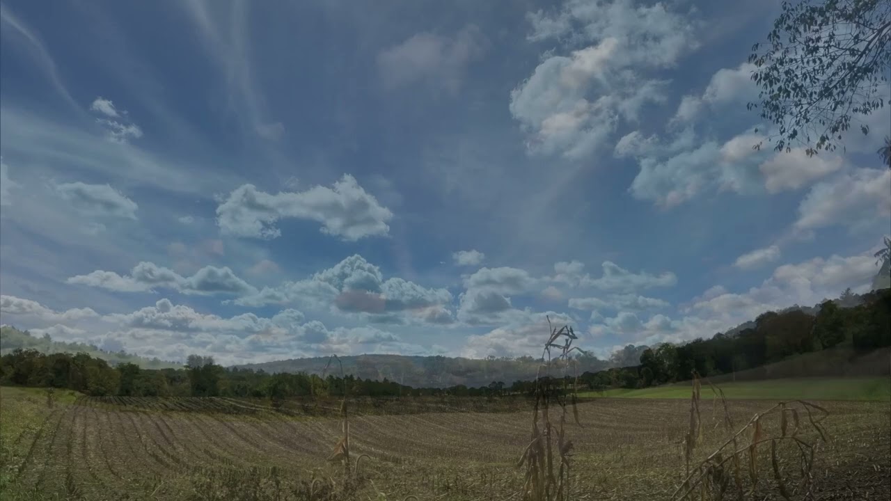 Meadow