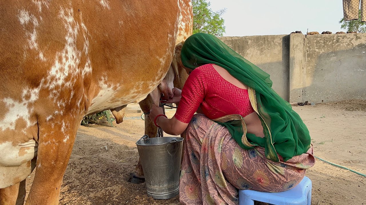 cow milking by hand || cowmilking #deepika vlogs #desi #villagelife #rajasthani culture
