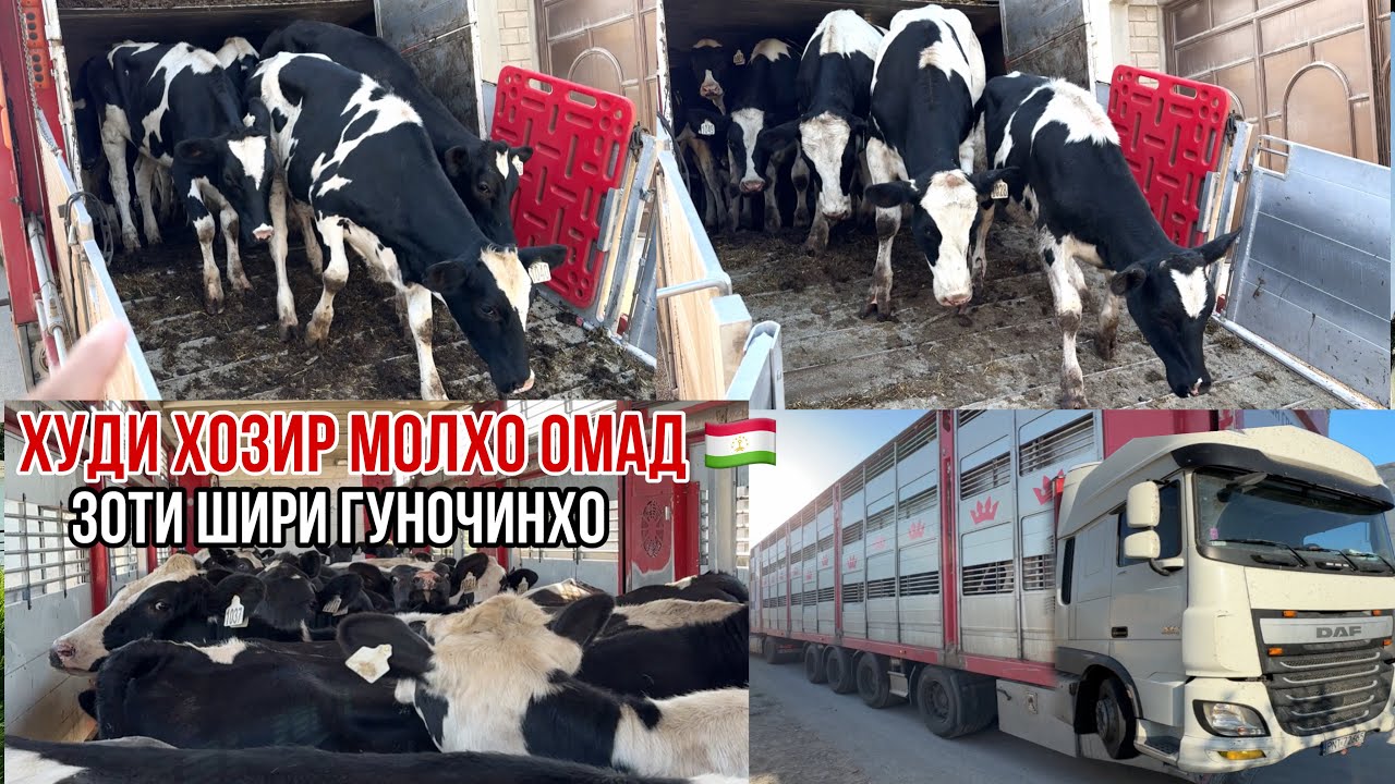 Скотовоз Гуночинои шири омад шукр🇹🇯10 сентября 2024 г.