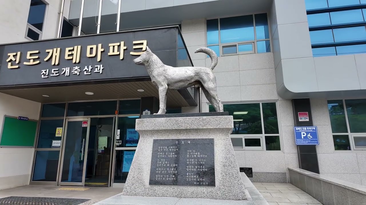 Jindo Dogs of Jindo Island | South Korea