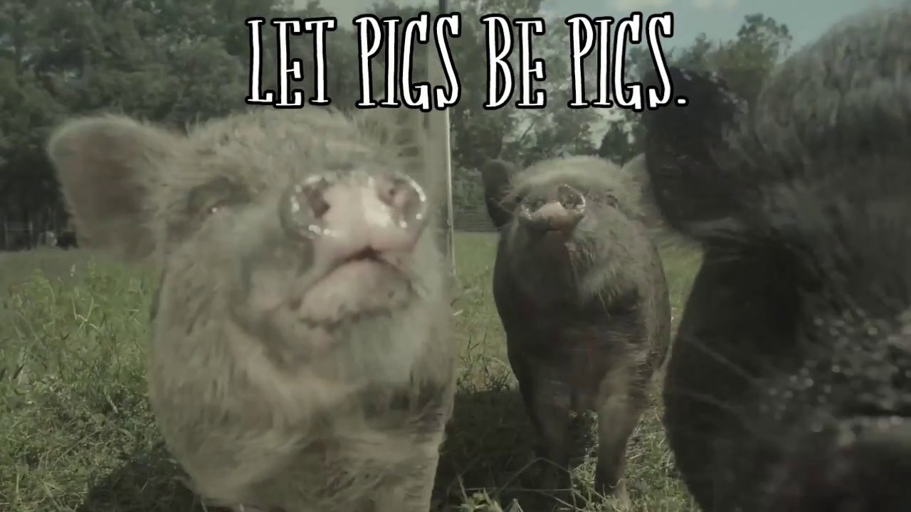 Pigs Are Individuals